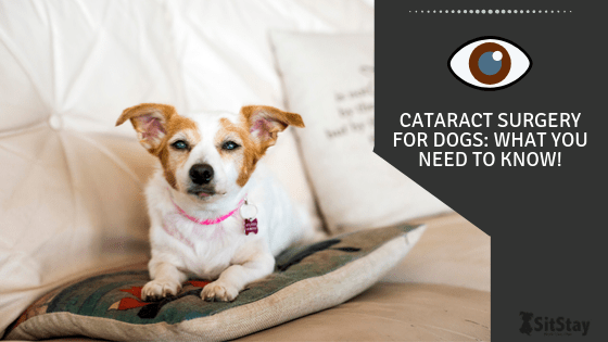 Cataract Surgery for Dogs: What You Need to Know!