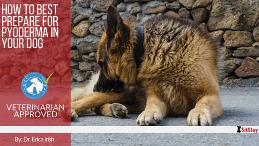 How to Best Prepare for Pyoderma in Your Dog