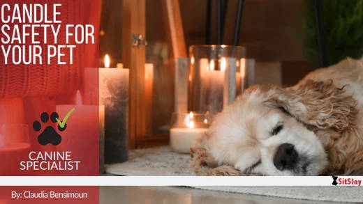 Candle Safety for Your Pet