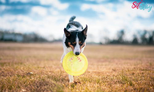 How to Teach a Dog to Fetch