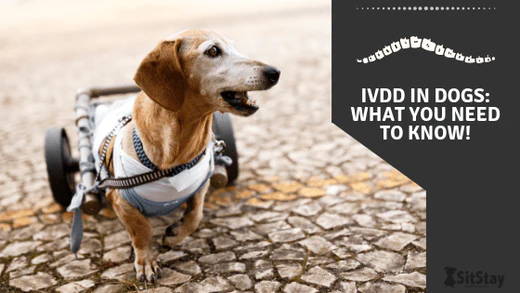 IVDD In Dogs: What you need to know!