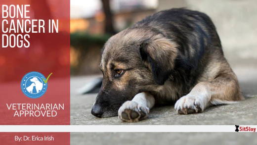 Bone Cancer in Dogs