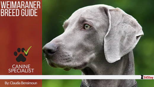 Weimaraner Breed Guide