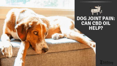 Dog Joint Pain: Can CBD Oil Help?