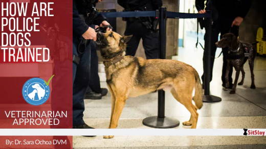 How Are Police Dogs Trained?