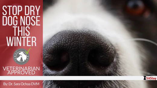 Stop Dry Dog Nose This Winter