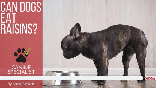 Can Dogs Eat Raisins?