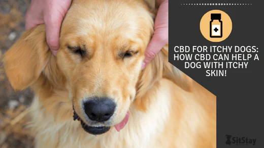 CBD for Itchy Dogs: How CBD Can Help a Dog with Itchy Skin!
