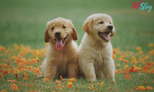 Can Service Dogs Live with Non-Service Dogs?