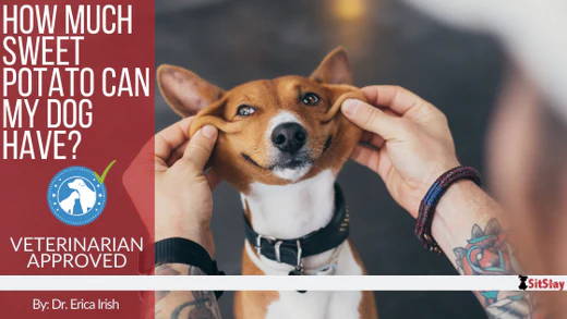 How Much Sweet Potato Can I Give My Dog?