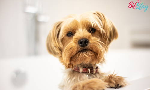 7 Warning Signs of Pain in Dogs