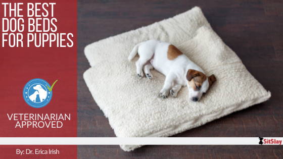 The Best Dog Beds for Puppies