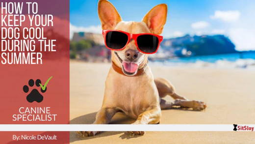 How to Keep Your Dog Cool During the Summer