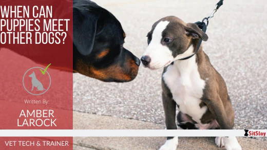 When Can Puppies Meet Other Dogs?
