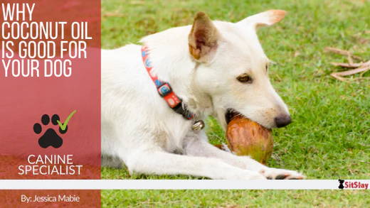 Why Coconut Oil is Good For Your Dog