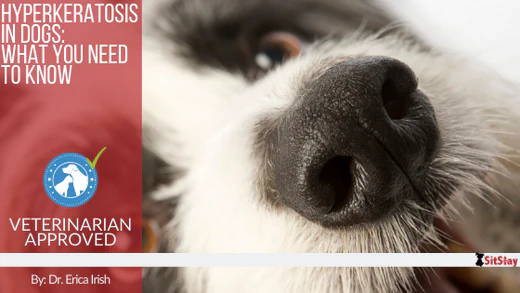 Hyperkeratosis in Dogs: What you Need to Know!