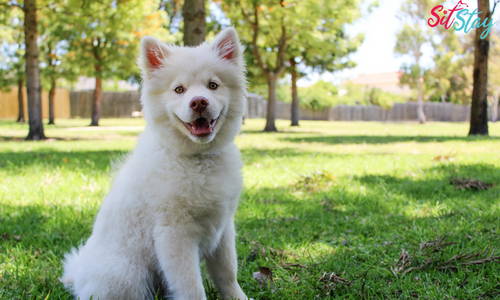 What Are Bully Sticks? And Are They Good For Dogs?