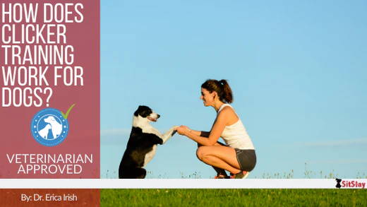 How Does Clicker Training Work for Dogs?