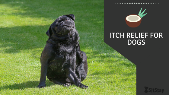 Itch Relief for Dogs