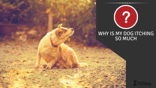 Why Is My Dog Itching So Much?