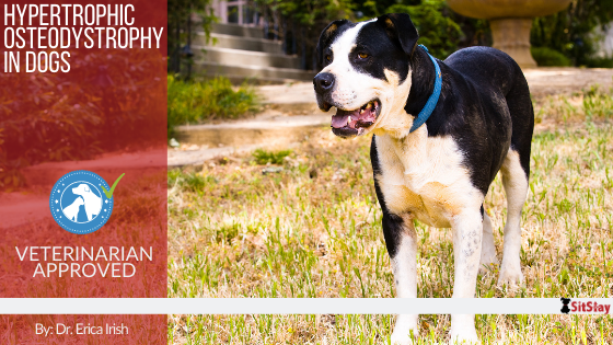 Hypertrophic Osteodystrophy in Dogs
