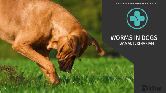 Worms In Dogs
