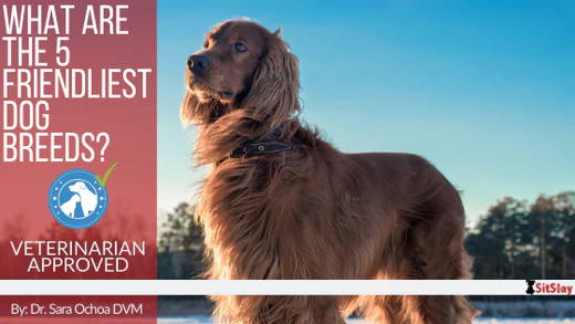 What Are The Top 5 Friendliest Dog Breeds?
