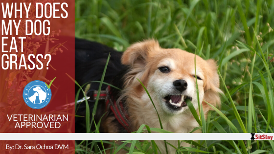Why Does My Dog Eat Grass?